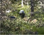 paintball_skog.jpg (11230 bytes)